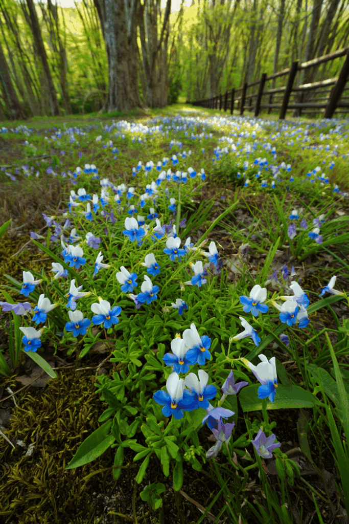 12 Native Flowers to Plant Now to Feed Pollinators When Early Spring Brings a ‘Hungry Gap’ 14