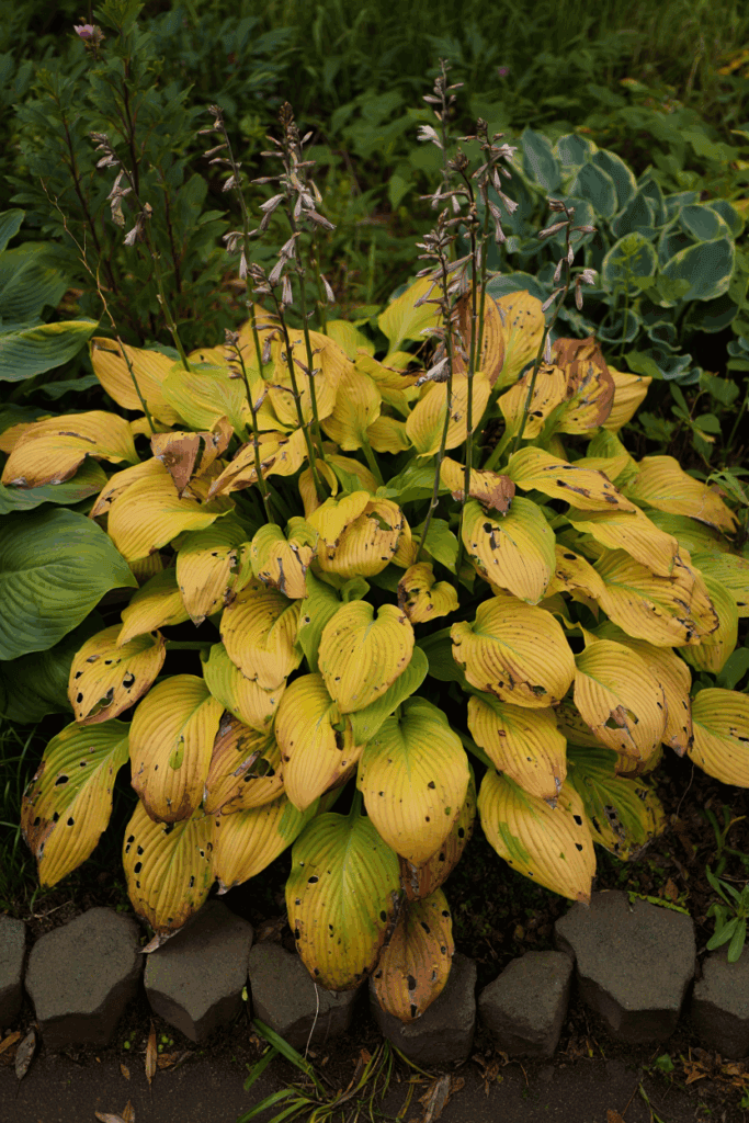 5 Things to Do With Hostas in the Fall to Keep Plants Healthy and Have Great Displays Year After Year 6 5 Things to Do With Hostas in the Fall to Keep Plants Healthy and Have Great Displays Year After Year 5