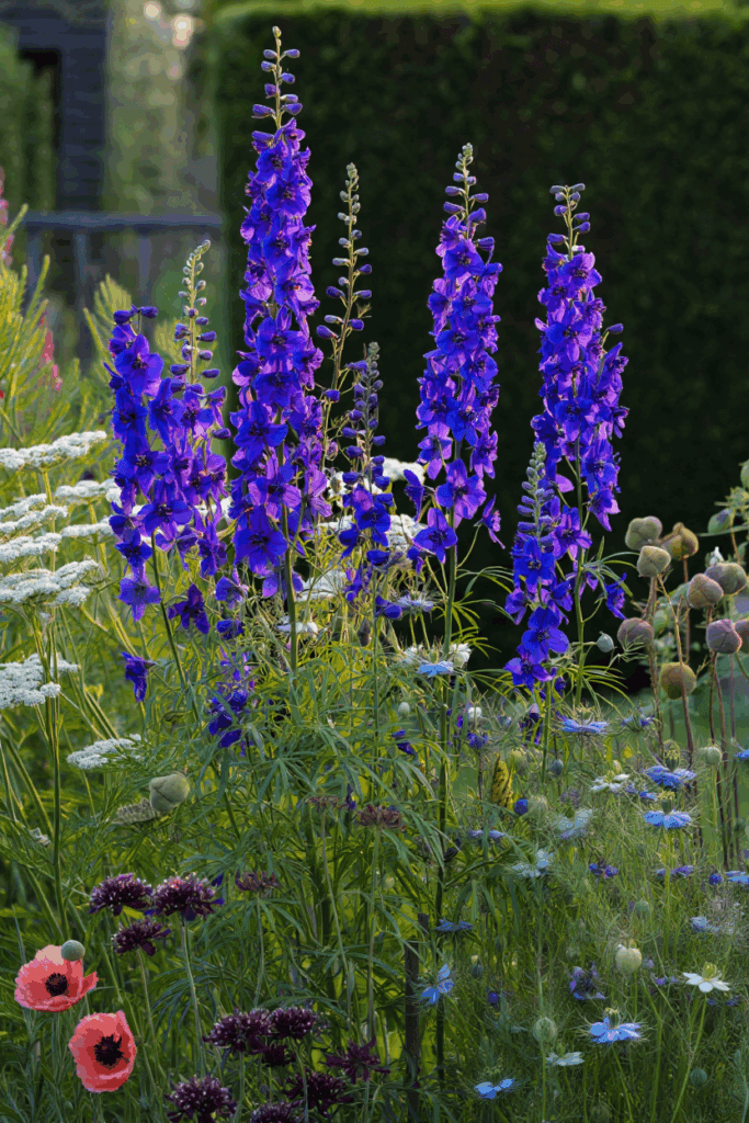 12 Deer-Resistant Annuals You Can Plant Now for a Cutting Garden That Finally Outsmarts the Bambi Brigade 3 12 Deer-Resistant Annuals You Can Plant Now for a Cutting Garden That Finally Outsmarts the Bambi Brigade 2