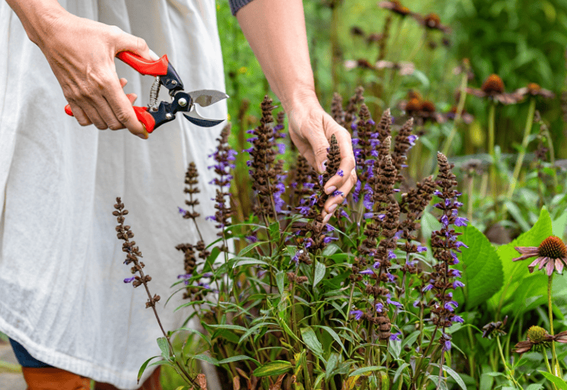 12 Perennials and Shrubs to Prune in October for Their Best Blooms Next Year