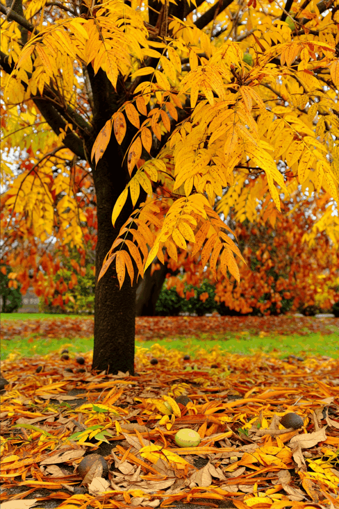 9 Trees That Drop Toxic or Problematic Leaves in Fall—and Why You Shouldn’t Compost, Mulch, or Leave Them on the Ground 1
