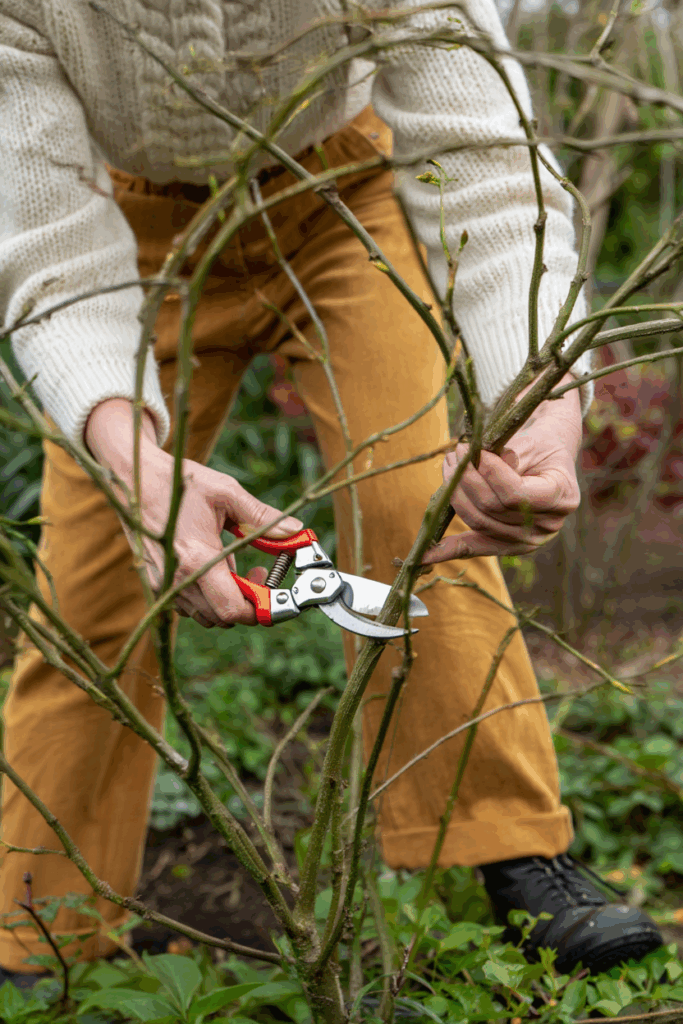 12 Plants You Can Propagate from Hardwood Cuttings This Fall for Free Plants by Spring 13 12 Plants You Can Propagate from Hardwood Cuttings This Fall for Free Plants by Spring 12