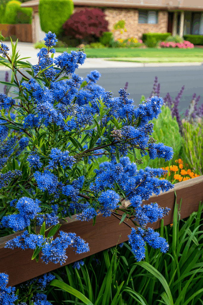 12 So-Called Drought-Tolerant Plants That Still Need Frequent Watering — and Better Native Replacements 11 12 So-Called Drought-Tolerant Plants That Still Need Frequent Watering — and Better Native Replacements 10