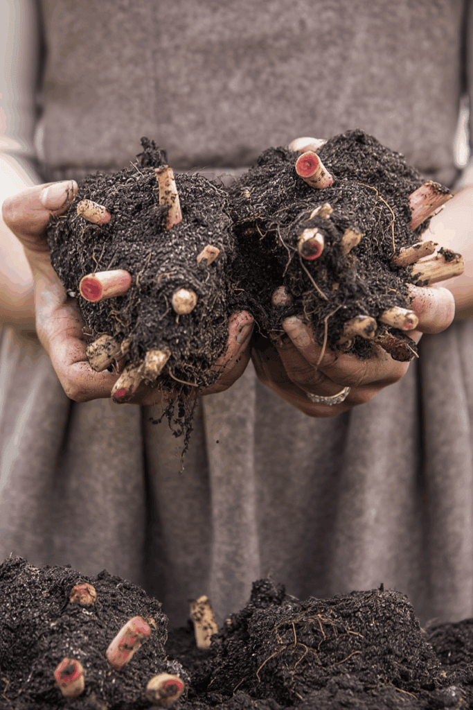 Don’t Throw Out Those Begonia Tubers Yet — This Old-Fashioned Overwintering Trick Keeps Them Alive Through Winter and and Gives You a Head Start Next Year 3 Don’t Throw Out Those Begonia Tubers Yet — This Old-Fashioned Overwintering Trick Keeps Them Alive Through Winter and and Gives You a Head Start Next Year 3