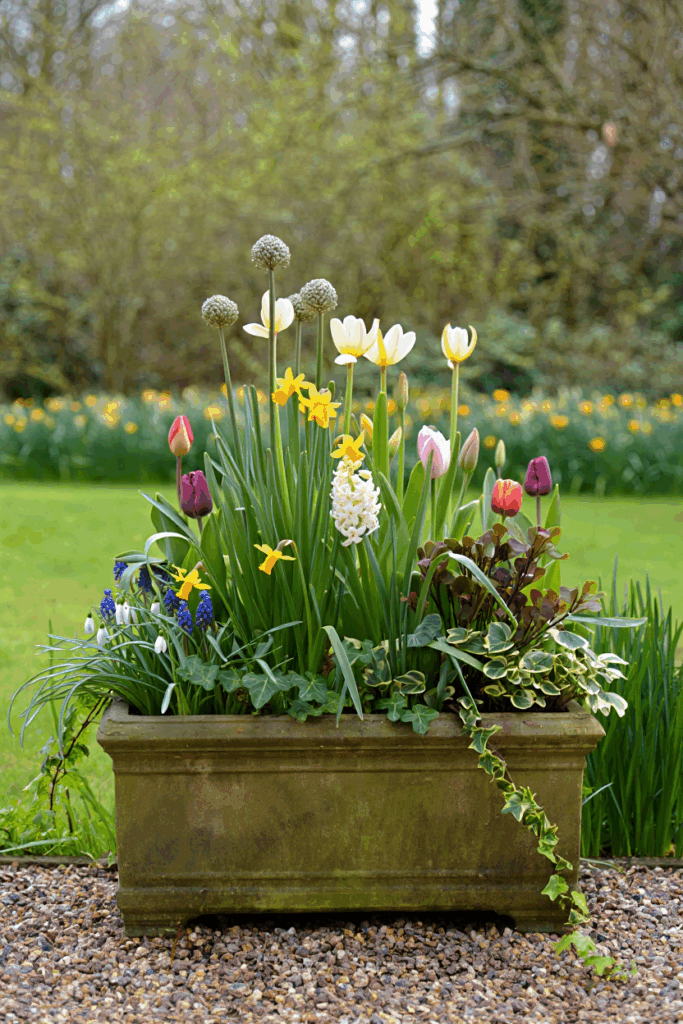 How to Layer Bulbs in a Container for a Bulb Lasagne That Blooms From February to June 3 How to Layer Bulbs in a Container for a Bulb Lasagne That Blooms From February to June 2
