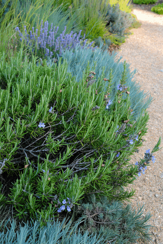 12 So-Called Drought-Tolerant Plants That Still Need Frequent Watering — and Better Native Replacements 6 12 So-Called Drought-Tolerant Plants That Still Need Frequent Watering — and Better Native Replacements 5