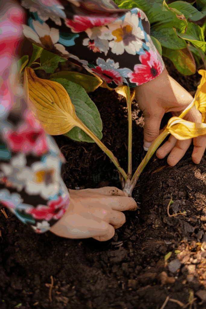 5 Things to Do With Hostas in the Fall to Keep Plants Healthy and Have Great Displays Year After Year 8 5 Things to Do With Hostas in the Fall to Keep Plants Healthy and Have Great Displays Year After Year 7