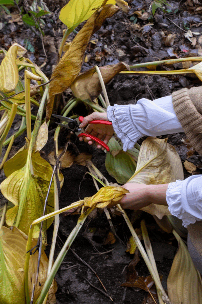 5 Things to Do With Hostas in the Fall to Keep Plants Healthy and Have Great Displays Year After Year 4 5 Things to Do With Hostas in the Fall to Keep Plants Healthy and Have Great Displays Year After Year 3