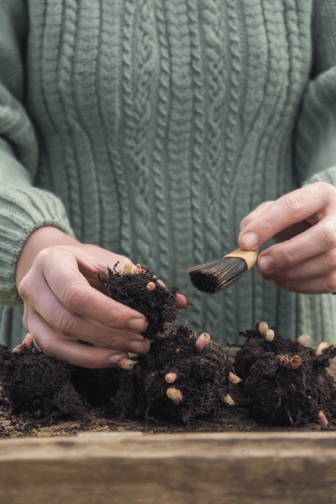 Don’t Throw Out Those Begonia Tubers Yet — This Old-Fashioned Overwintering Trick Keeps Them Alive Through Winter and and Gives You a Head Start Next Year 4 Don’t Throw Out Those Begonia Tubers Yet — This Old-Fashioned Overwintering Trick Keeps Them Alive Through Winter and and Gives You a Head Start Next Year 4