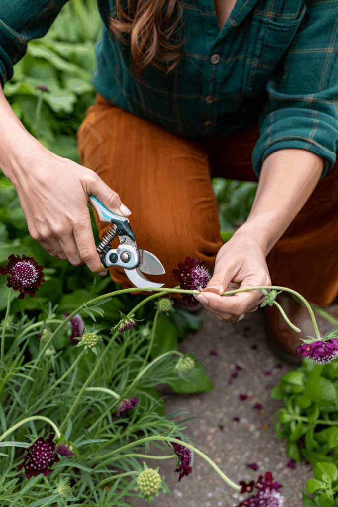 11 Plants You Can Still Deadhead in October for a Surprise Final Flush of Flowers 12 11 Plants You Can Still Deadhead in October for a Surprise Final Flush of Flowers 11