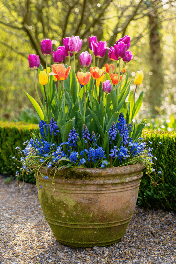 How to Layer Bulbs in a Container for a Bulb Lasagne That Blooms From February to June 4 How to Layer Bulbs in a Container for a Bulb Lasagne That Blooms From February to June 3
