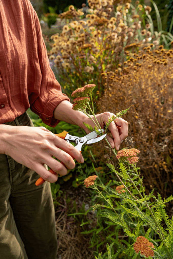 11 Plants You Can Still Deadhead in October for a Surprise Final Flush of Flowers 6 11 Plants You Can Still Deadhead in October for a Surprise Final Flush of Flowers 5
