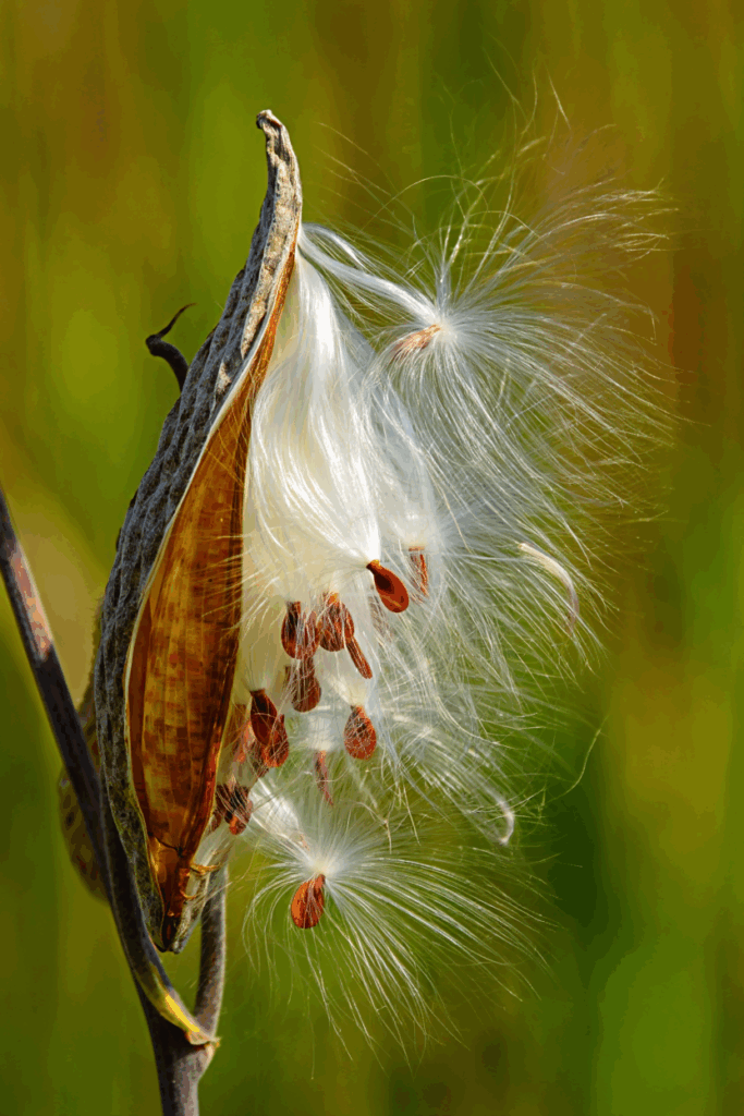 How to Harvest Milkweed Seeds, Remove the Fluff, and Grow Plants Monarchs Depend On 3