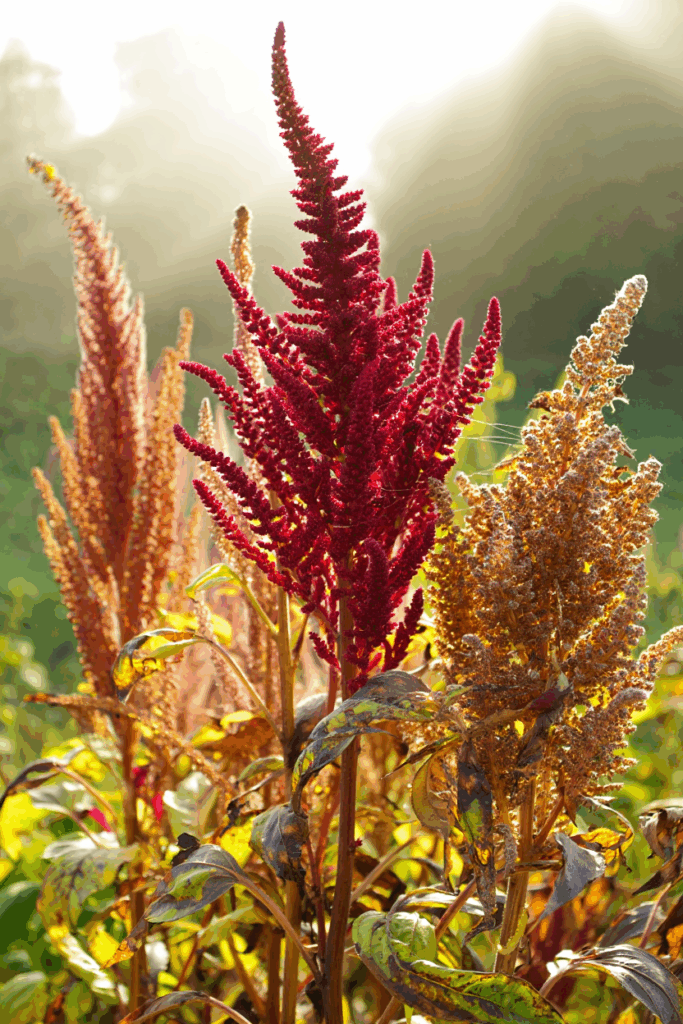 11 Common Garden Flowers to Pull This Fall — Their Seed Heads Feed Rats in Winter, Not the Birds You’re Trying to Help 5 11 Common Garden Flowers to Pull This Fall — Their Seed Heads Feed Rats in Winter, Not the Birds You’re Trying to Help 3