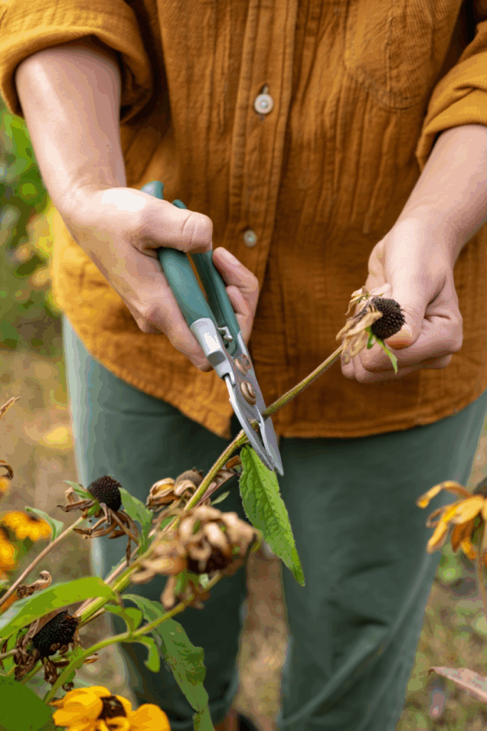 11 Plants You Can Still Deadhead in October for a Surprise Final Flush of Flowers 7 11 Plants You Can Still Deadhead in October for a Surprise Final Flush of Flowers 6