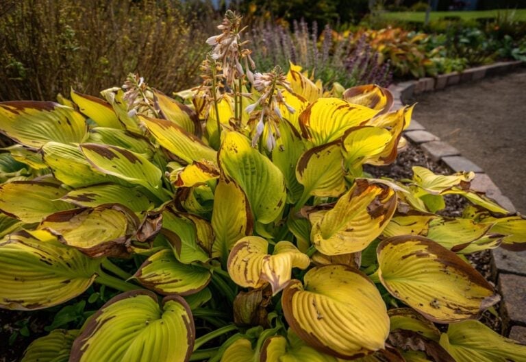 5 Simple Things to Do in Fall to Help Hostas Survive Winter and Look Even Better Next Year