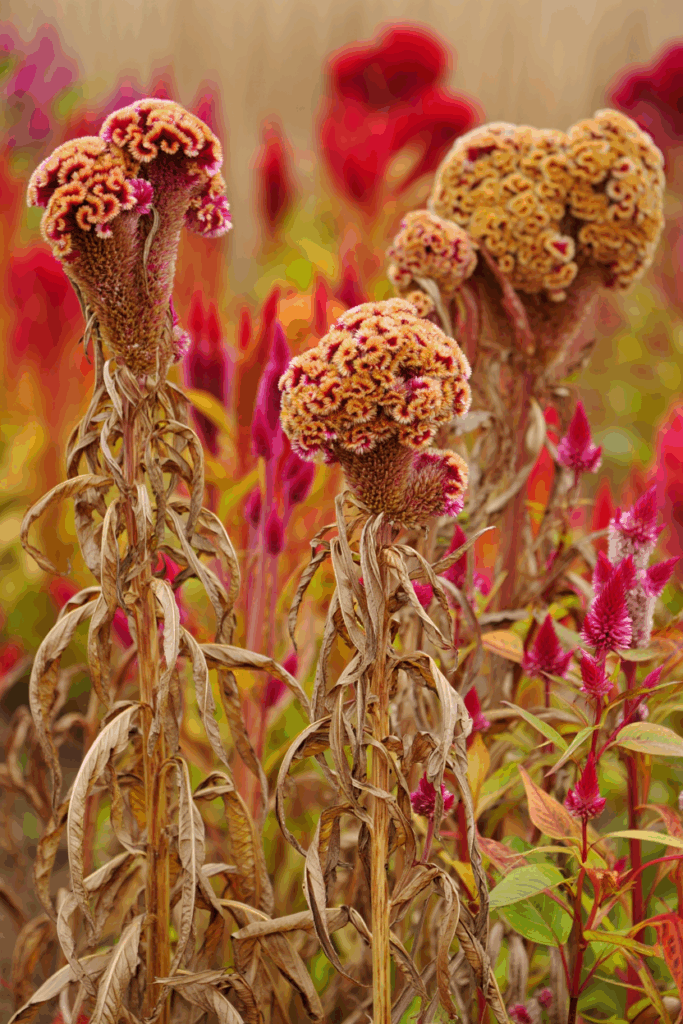 11 Common Garden Flowers to Pull This Fall — Their Seed Heads Feed Rats in Winter, Not the Birds You’re Trying to Help 10 11 Common Garden Flowers to Pull This Fall — Their Seed Heads Feed Rats in Winter, Not the Birds You’re Trying to Help 8