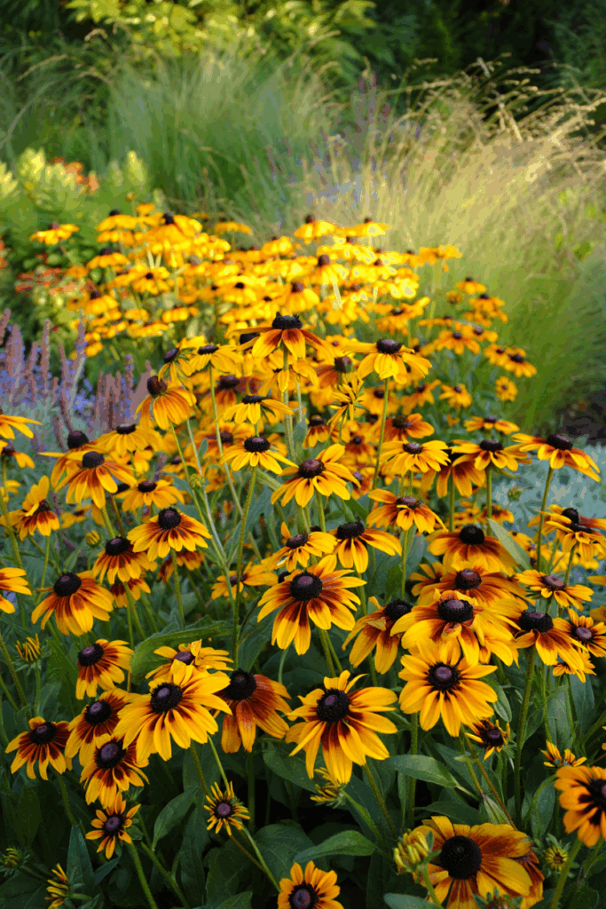 October Is the Perfect Time to Divide These 9 Perennials — Here’s How to Split and Replant for Better Flowers, and Plenty of Free Plants Next Year 5