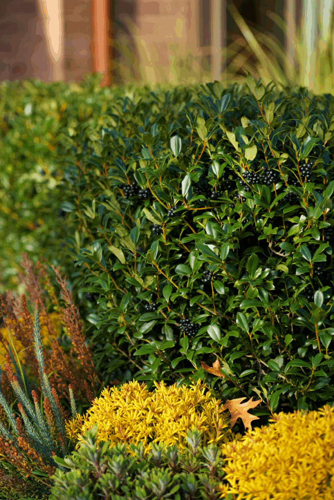 Boxwood Blight Has Put 95% of U.S. Shrubs at Risk — These 10 Native Alternatives Are Safer, Stronger, and Way More Beautiful 1