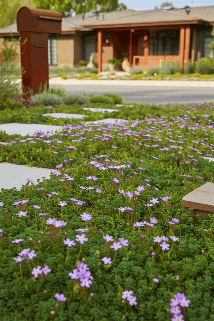 12 Bee-Friendly Ground Covers That Can Handle Foot Traffic and Still Look Like a Perfect Green Lawn 11