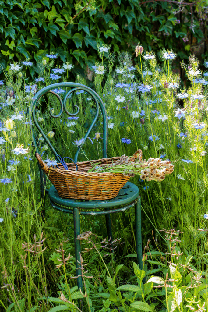 11 Common Garden Flowers to Pull This Fall — Their Seed Heads Feed Rats in Winter, Not the Birds You’re Trying to Help 8 11 Common Garden Flowers to Pull This Fall — Their Seed Heads Feed Rats in Winter, Not the Birds You’re Trying to Help 6