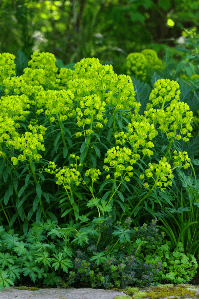 15 Slug Proof Shade Perennials That Won’t Get Munched by Molluscs 9 15 Slug Proof Shade Perennials That Won’t Get Munched by Molluscs 8
