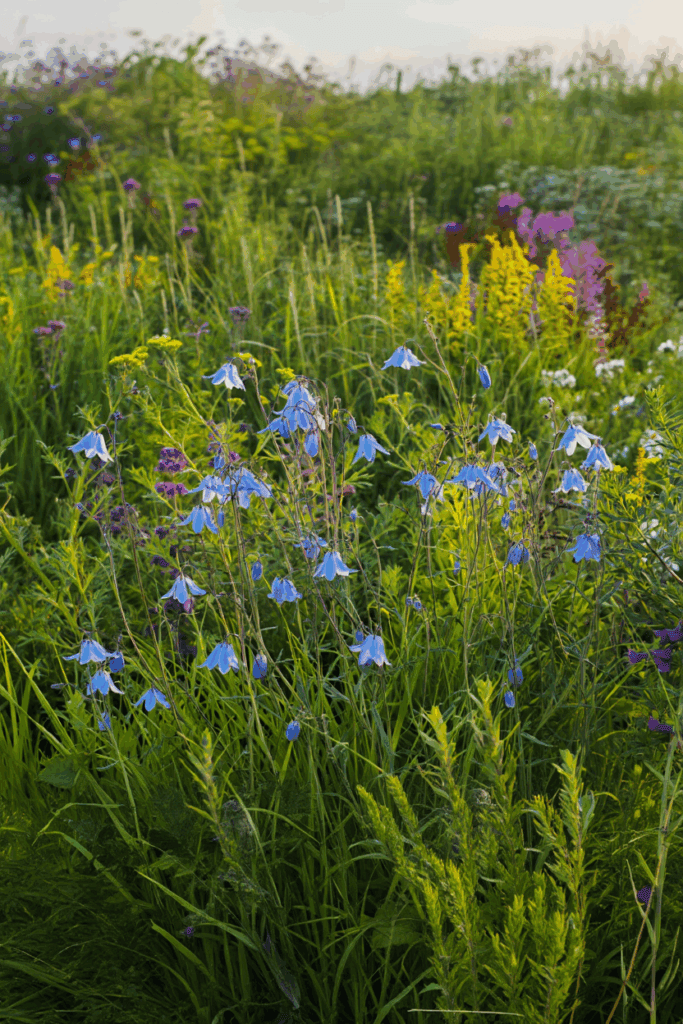 10 Common “Deer-Resistant” Perennials Taking Over U.S. Gardens — and the Native Alternatives to Grow Instead 12