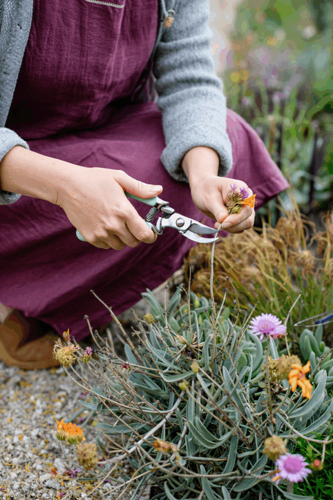 11 Plants You Can Still Deadhead in October for a Surprise Final Flush of Flowers 13 11 Plants You Can Still Deadhead in October for a Surprise Final Flush of Flowers 12