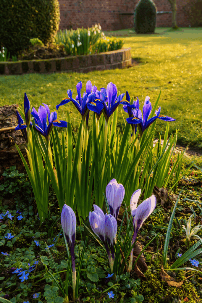 If Your Spring Flowers Die Off Too Soon, Try These 9 Bulb Combos That Bloom in Waves for 10 Full Weeks 3