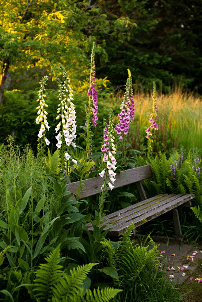 15 Slug Proof Shade Perennials That Won’t Get Munched by Molluscs 4 15 Slug Proof Shade Perennials That Won’t Get Munched by Molluscs 3