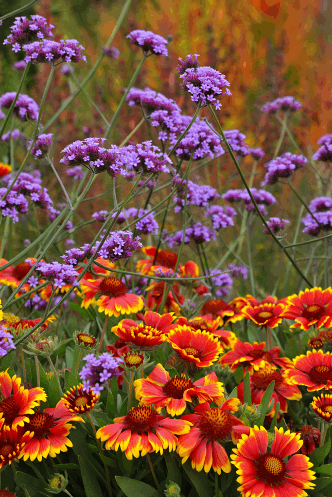 12 So-Called Drought-Tolerant Plants That Still Need Frequent Watering — and Better Native Replacements 16 12 So-Called Drought-Tolerant Plants That Still Need Frequent Watering — and Better Native Replacements 15