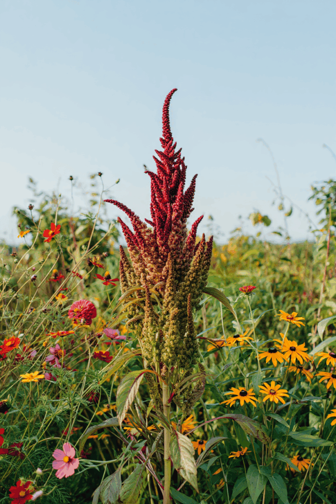 11 Common Garden Flowers to Pull This Fall — Their Seed Heads Feed Rats in Winter, Not the Birds You’re Trying to Help 6 11 Common Garden Flowers to Pull This Fall — Their Seed Heads Feed Rats in Winter, Not the Birds You’re Trying to Help 4