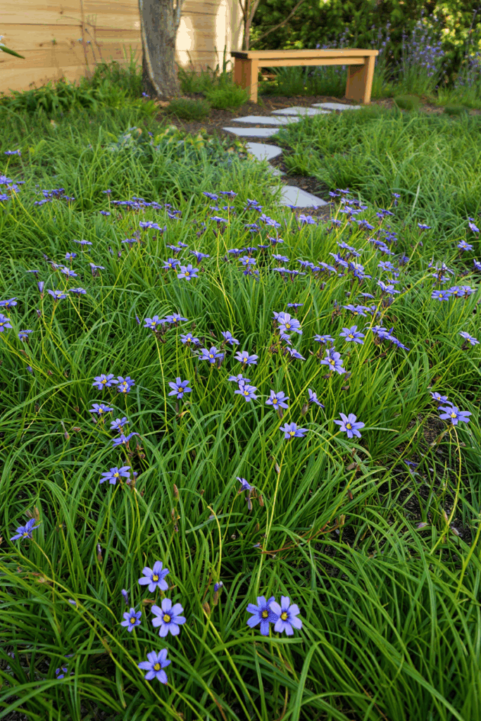 12 Bee-Friendly Ground Covers That Can Handle Foot Traffic and Still Look Like a Perfect Green Lawn 10
