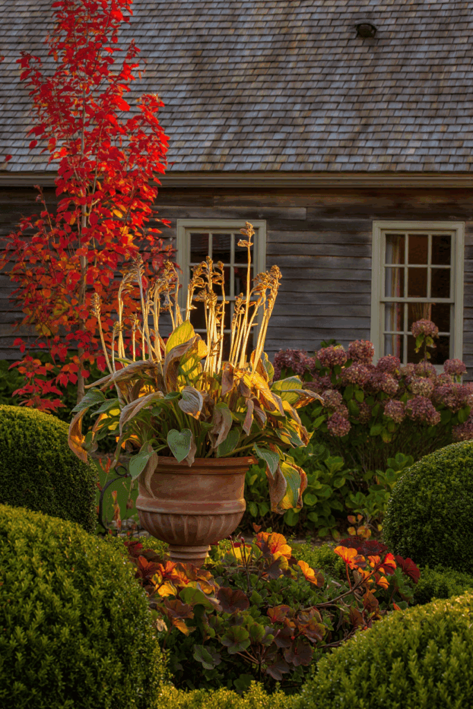 5 Things to Do With Hostas in the Fall to Keep Plants Healthy and Have Great Displays Year After Year 3 5 Things to Do With Hostas in the Fall to Keep Plants Healthy and Have Great Displays Year After Year 2