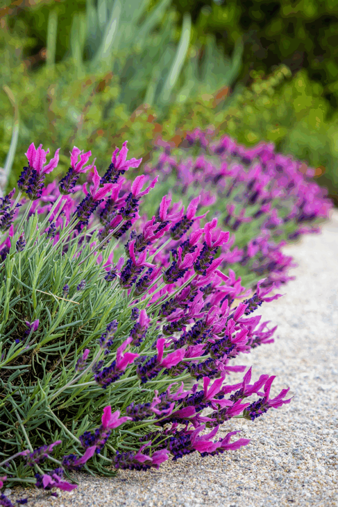 12 So-Called Drought-Tolerant Plants That Still Need Frequent Watering — and Better Native Replacements 14 12 So-Called Drought-Tolerant Plants That Still Need Frequent Watering — and Better Native Replacements 13