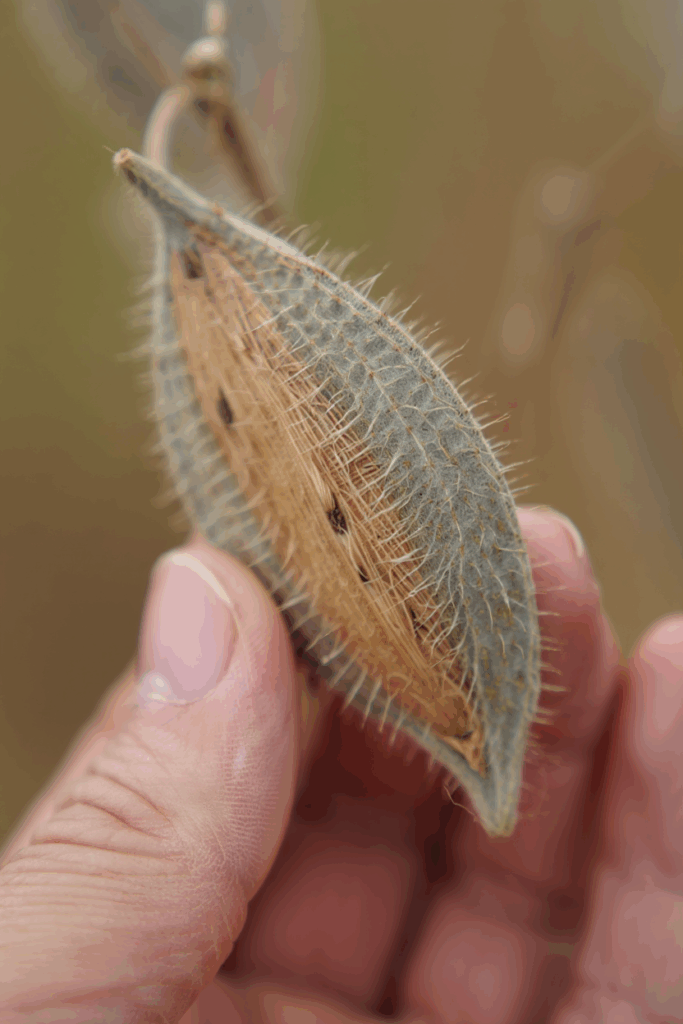 How to Harvest Milkweed Seeds, Remove the Fluff, and Grow Plants Monarchs Depend On 6