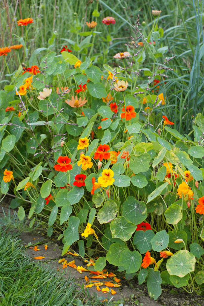 11 Common Garden Flowers to Pull This Fall — Their Seed Heads Feed Rats in Winter, Not the Birds You’re Trying to Help 7 11 Common Garden Flowers to Pull This Fall — Their Seed Heads Feed Rats in Winter, Not the Birds You’re Trying to Help 5