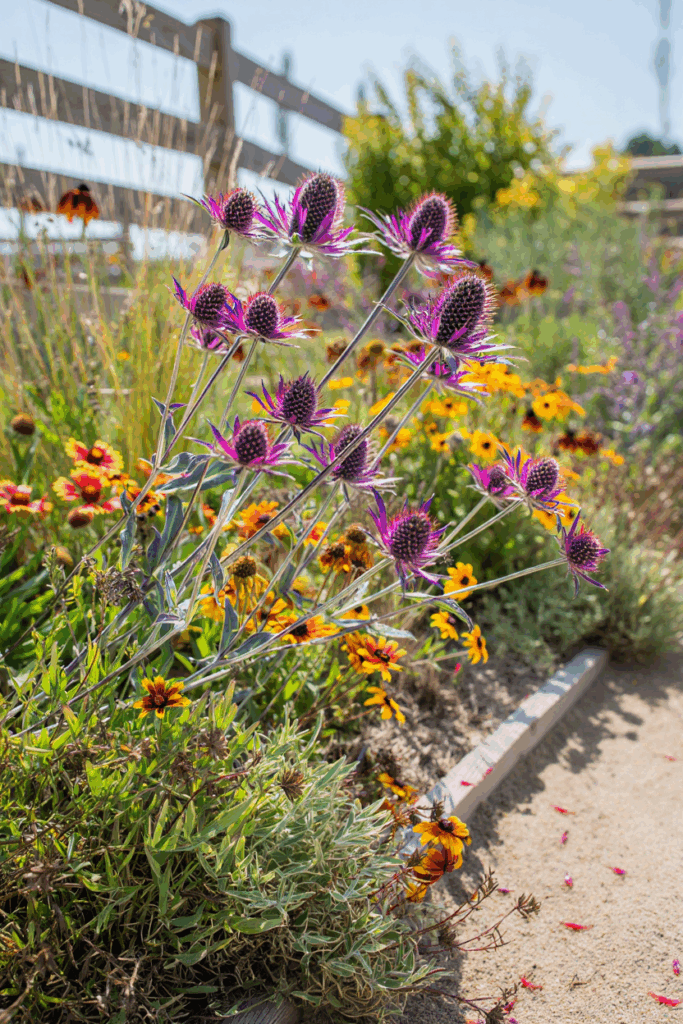 12 Deer-Resistant Annuals You Can Plant Now for a Cutting Garden That Finally Outsmarts the Bambi Brigade 11 12 Deer-Resistant Annuals You Can Plant Now for a Cutting Garden That Finally Outsmarts the Bambi Brigade 10