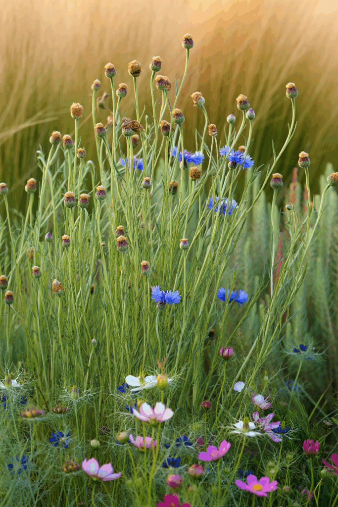 11 Common Garden Flowers to Pull This Fall — Their Seed Heads Feed Rats in Winter, Not the Birds You’re Trying to Help 3 11 Common Garden Flowers to Pull This Fall — Their Seed Heads Feed Rats in Winter, Not the Birds You’re Trying to Help 2