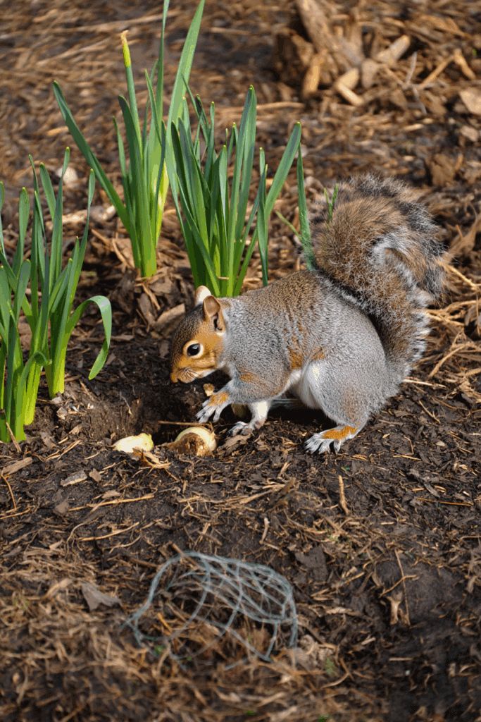 These 6 Clever Tricks Will Stop Squirrels From Digging Up Your Spring Bulbs for Good 3 These 6 Clever Tricks Will Stop Squirrels From Digging Up Your Spring Bulbs for Good 2