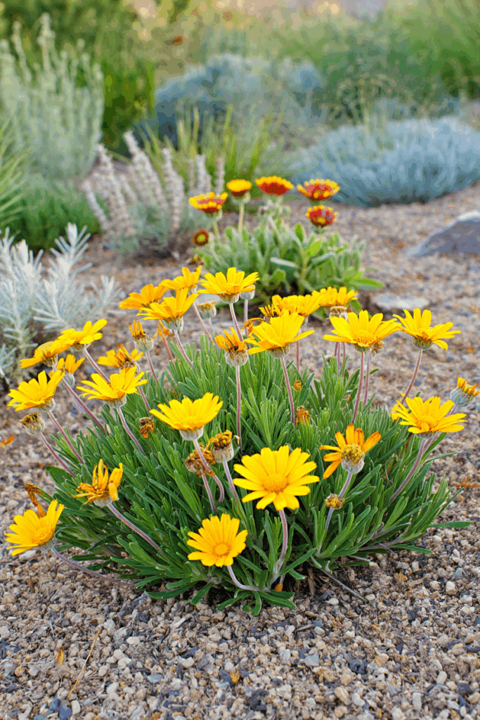 12 So-Called Drought-Tolerant Plants That Still Need Frequent Watering — and Better Native Replacements 17 12 So-Called Drought-Tolerant Plants That Still Need Frequent Watering — and Better Native Replacements 16