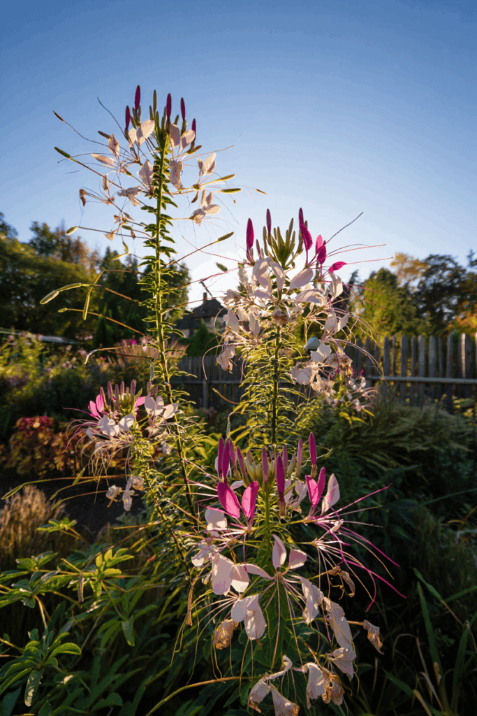 11 Common Garden Flowers to Pull This Fall — Their Seed Heads Feed Rats in Winter, Not the Birds You’re Trying to Help 14 11 Common Garden Flowers to Pull This Fall — Their Seed Heads Feed Rats in Winter, Not the Birds You’re Trying to Help 12