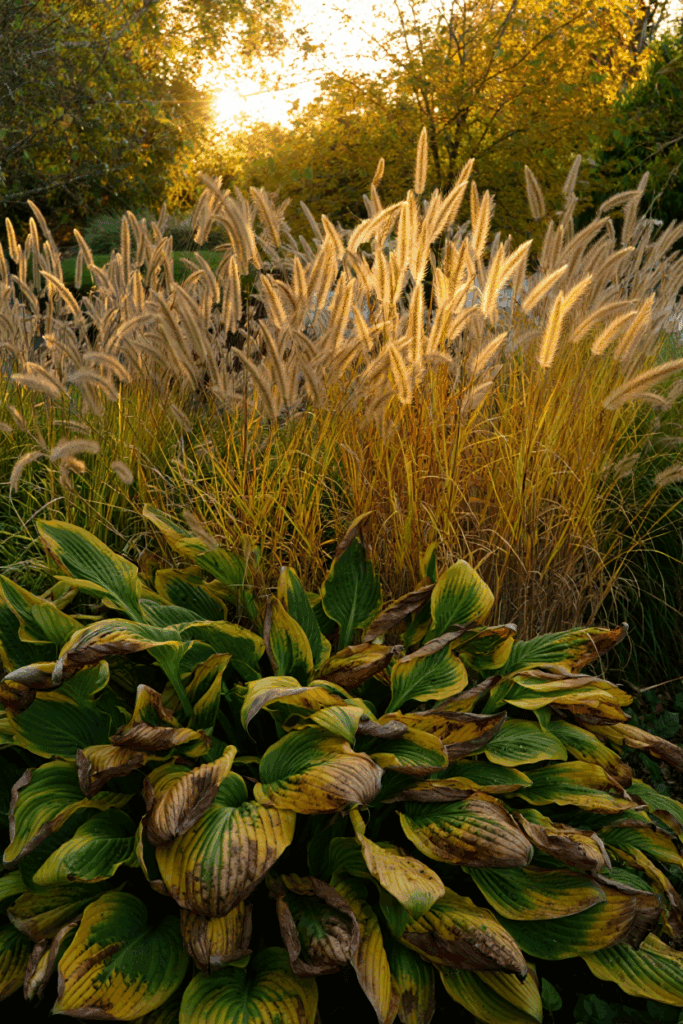 5 Things to Do With Hostas in the Fall to Keep Plants Healthy and Have Great Displays Year After Year 2 5 Things to Do With Hostas in the Fall to Keep Plants Healthy and Have Great Displays Year After Year 1