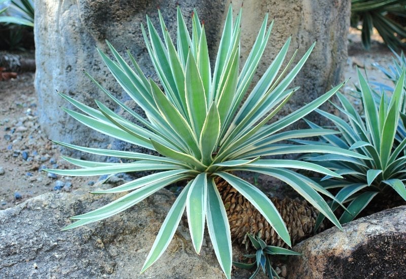 Agave