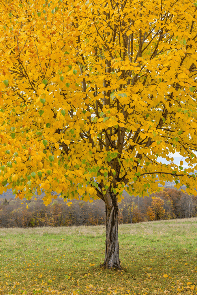 9 Trees That Drop Toxic or Problematic Leaves in Fall—and Why You Shouldn’t Compost, Mulch, or Leave Them on the Ground 8