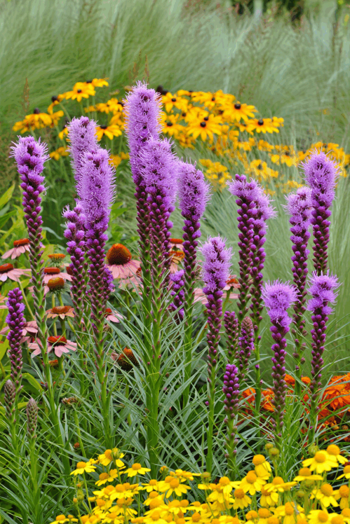 10 Common “Deer-Resistant” Perennials Taking Over U.S. Gardens — and the Native Alternatives to Grow Instead 22