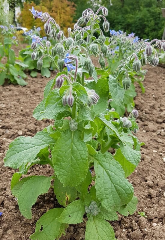 Borage (Borago officinalis)