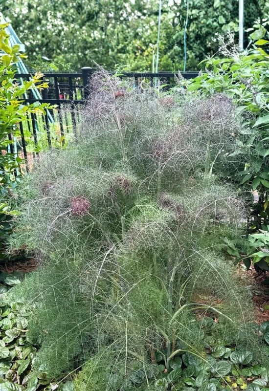 Bronze Fennel