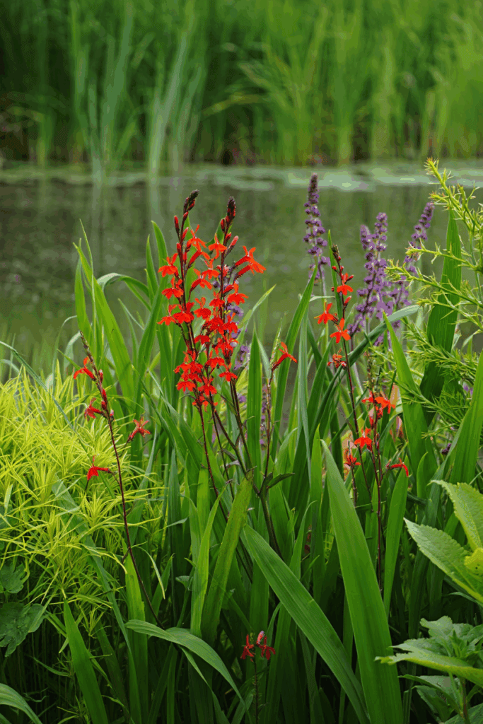 10 Common “Deer-Resistant” Perennials Taking Over U.S. Gardens — and the Native Alternatives to Grow Instead 18