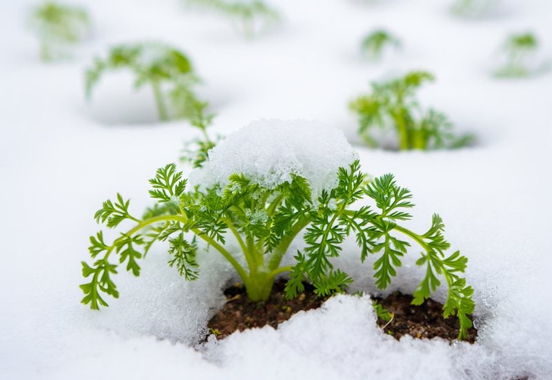 Crops You Can Grow From Seed With Snow on The Ground! 1